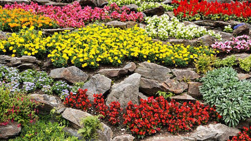Colorful rock garden with a wide variety of plants.